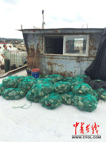 More than 1,000 Chinese horseshoe crabs seized in Guangxi North Sea